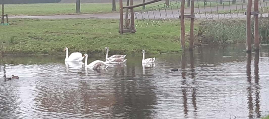 Geerpark schoon