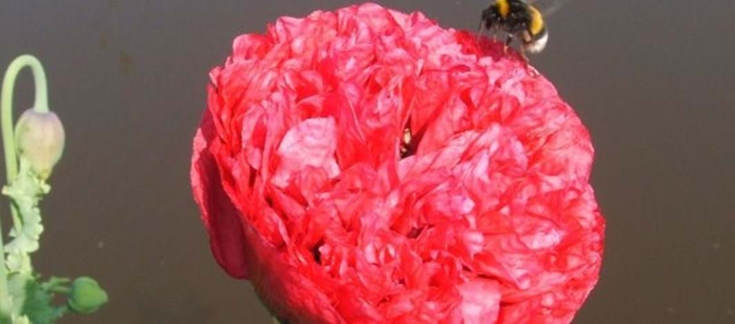 Opening van natuurspeeltuin