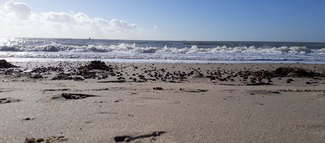 Schone Schelde Strand Ritthem