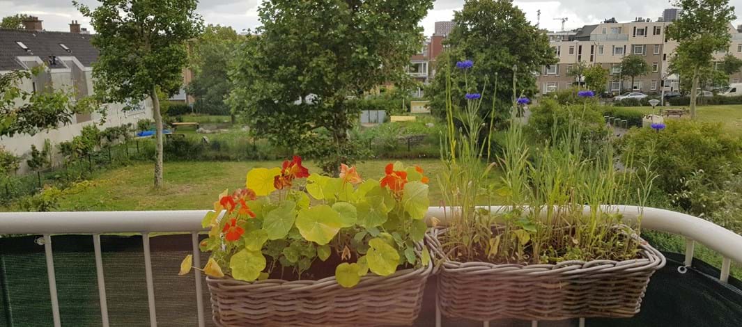 Hannemanplantsoen