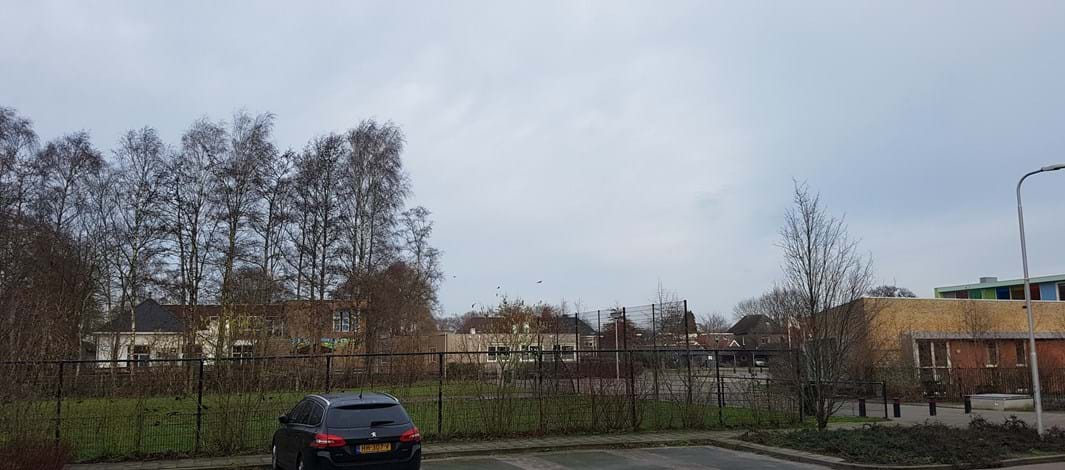Koolwitje, boswitje, schoolplein