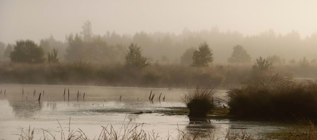Natuurgebied het Bargerveen