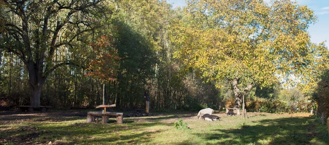 Stadsvarkens / Veldhuizerbos en omgeving