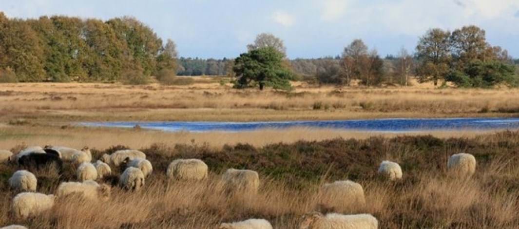 Spier