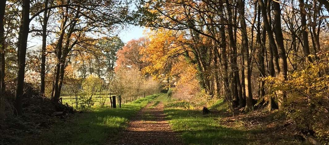 Bosrand de Slotplaats/De Singels