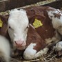 Zorgboerderij De ommerdijkerhoeve