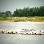 Buurtvereniging Zennewijnen